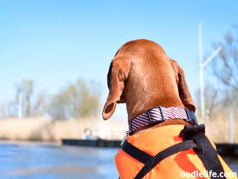 Vizla dog with a life jacket