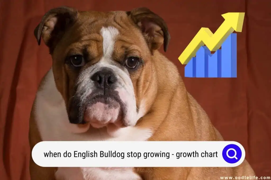 when do English Bulldogs stop growing