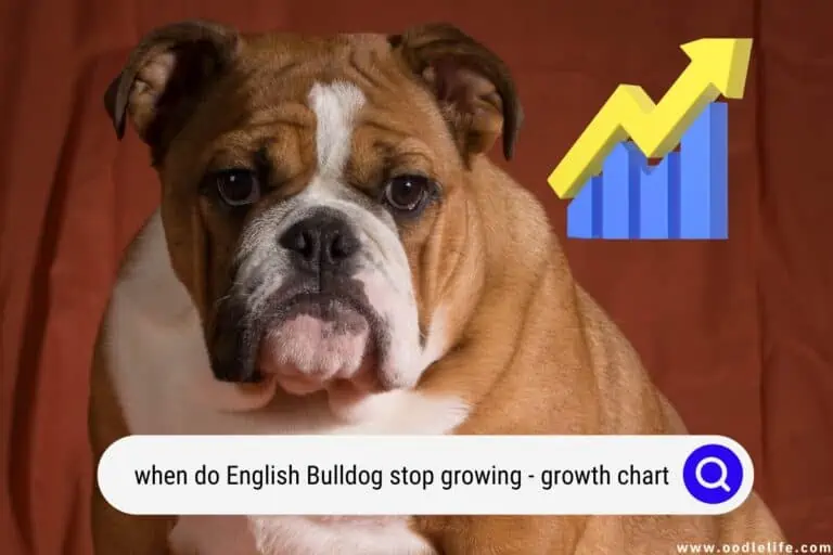 When Do English Bulldogs STOP Growing? (Growth Chart)