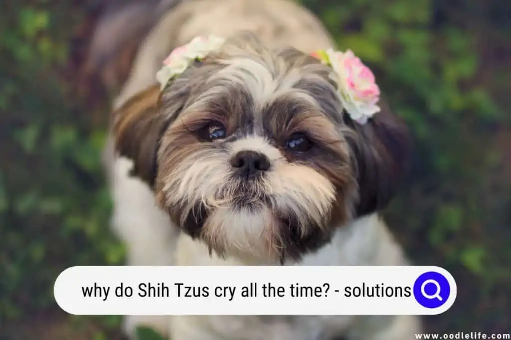 why do Shih Tzus cry