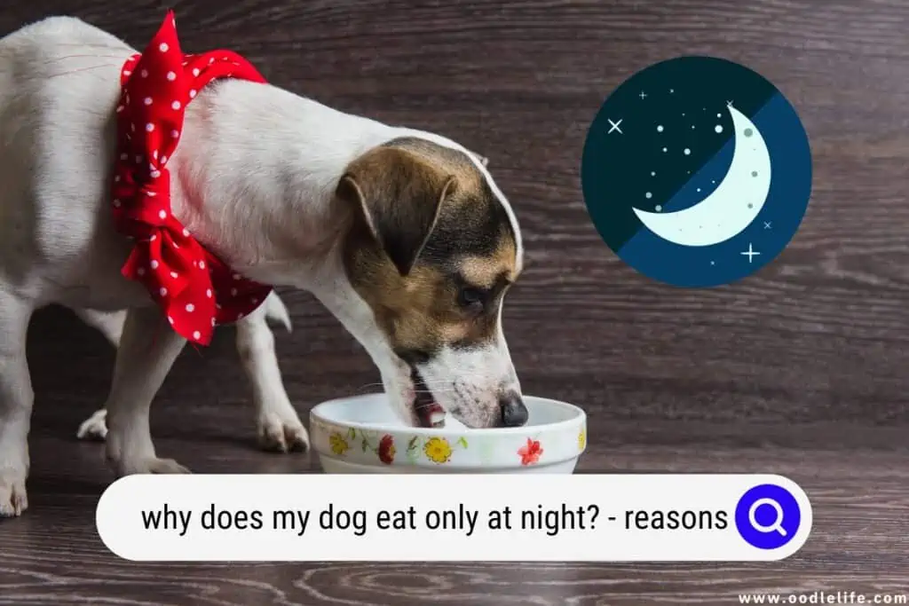 why does my dog eat only at night