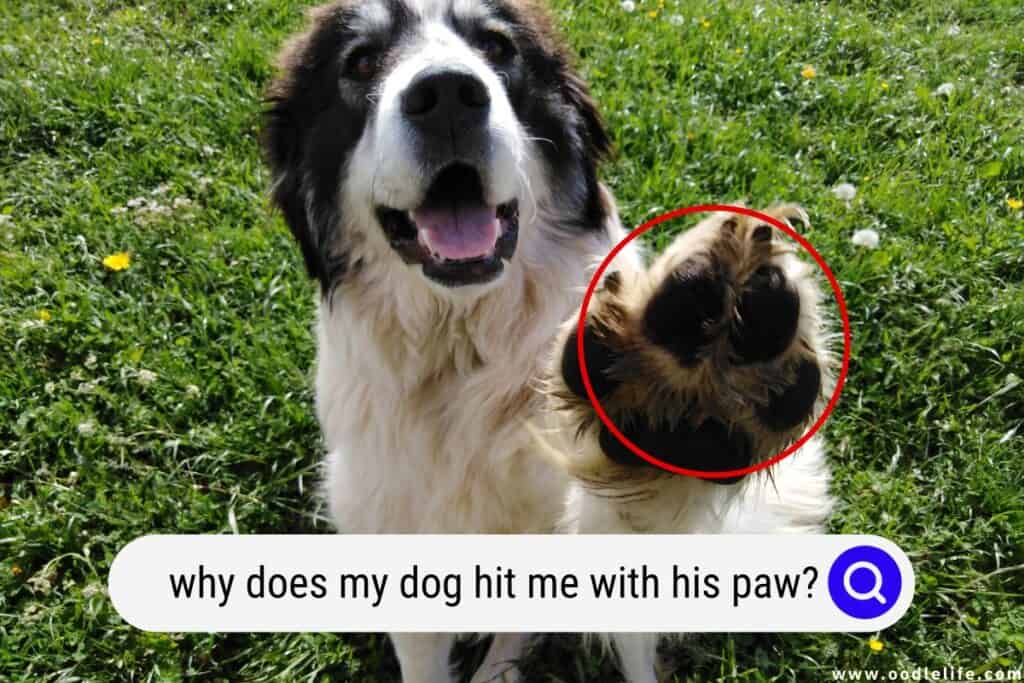 what does it mean when a dog puts his paw up