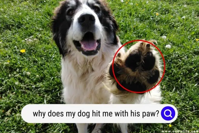 Why Does My Dog Hit Me With His Paw?