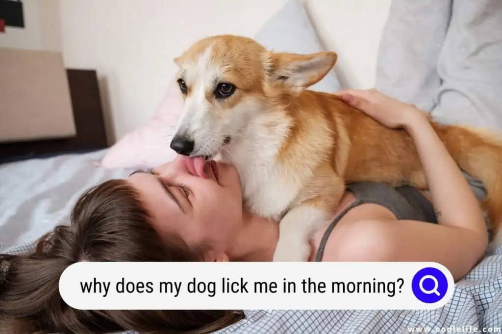 why does my dog lick me in the morning