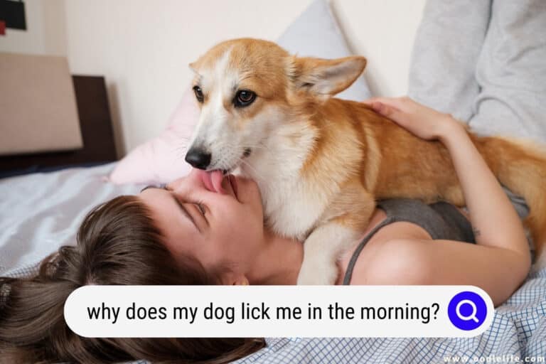 Why Does My Dog Lick Me in the Morning? (Explained)