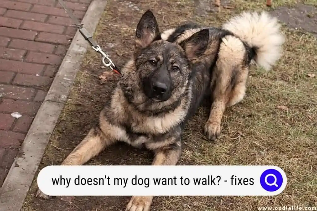 why doesn't my dog want to walk