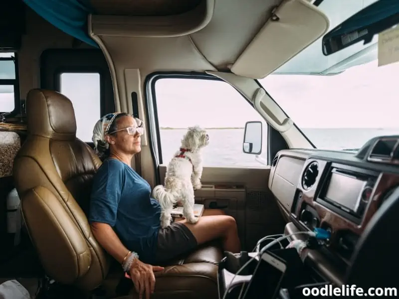 woman and a dog spend time together