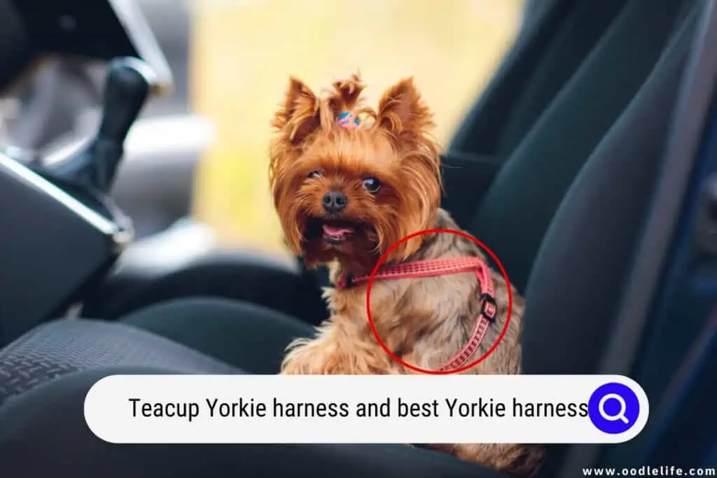 Yorkie harness