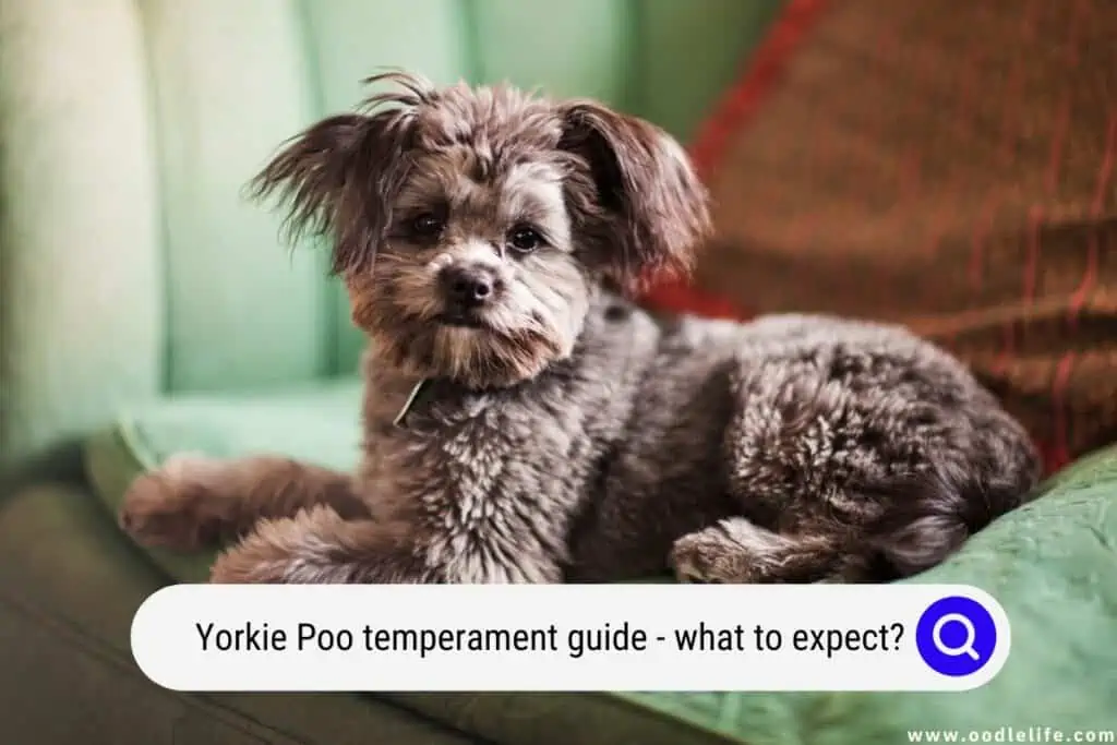 Yorkie Poo temperament