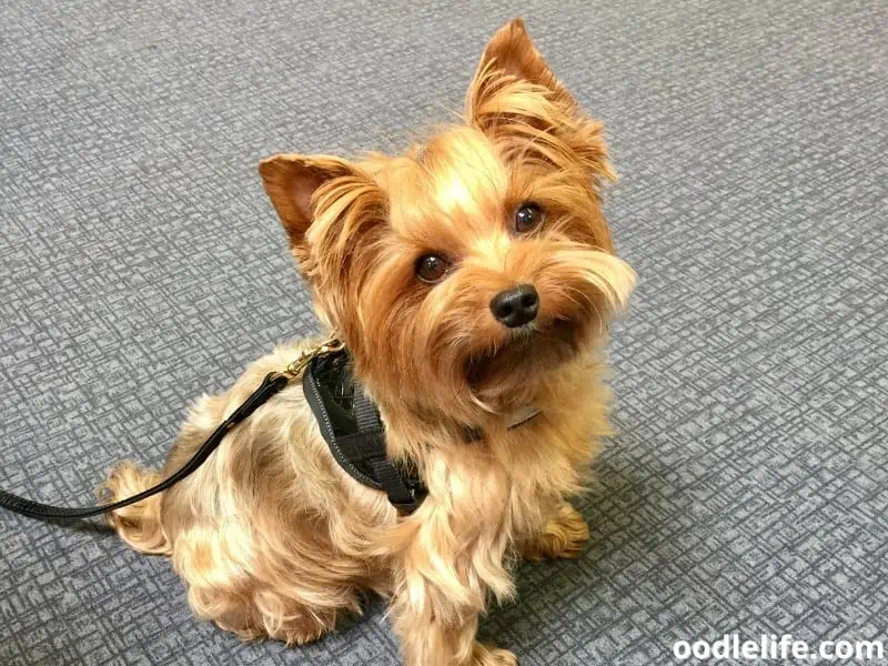 Yorkie ready for daily walks