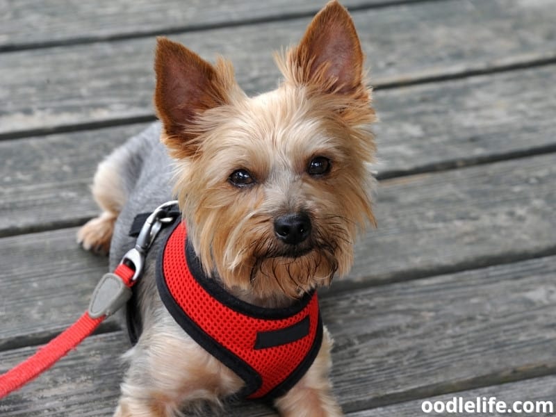 The 3 Best Harnesses For Yorkie Dogs (2023) Oodle Life