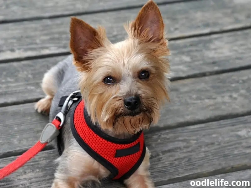 Yorkie wears a harness and leash