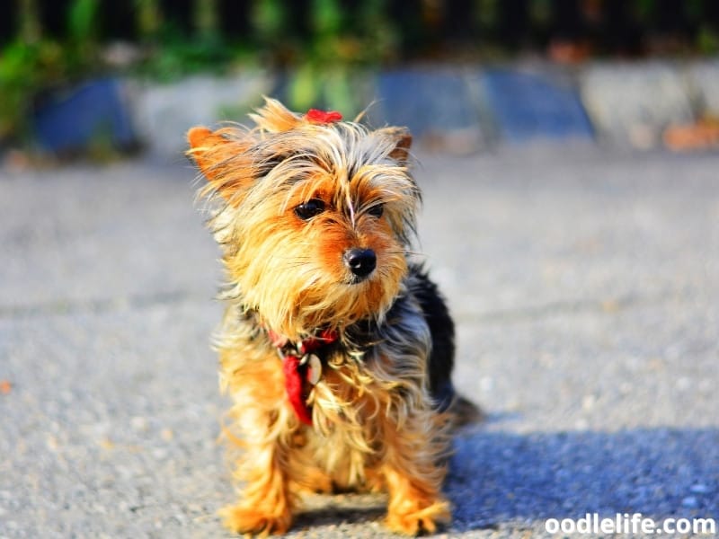 Yorkshire Terrier wears a red harness