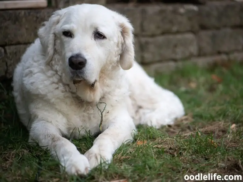 adult Kuvasz sits quietly