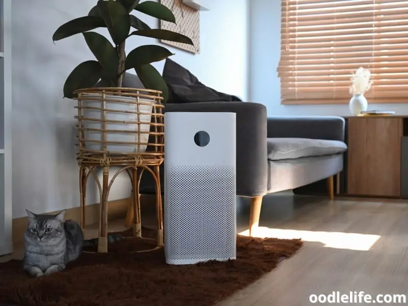 air purifier and a cat