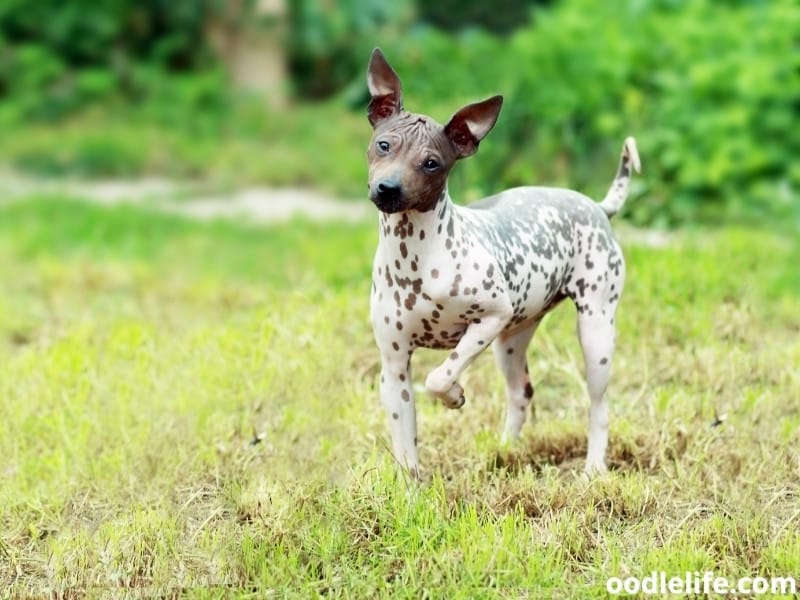 American Hairless Terrier looks curious on a photo shoot