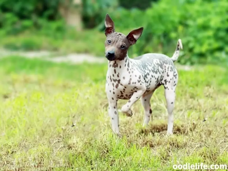 American Hairless Terrier looks curious on a photo shoot