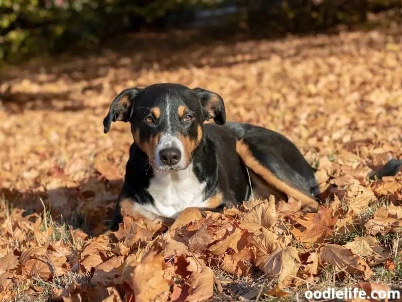 Appenzeller Sennenhund and dried leaves