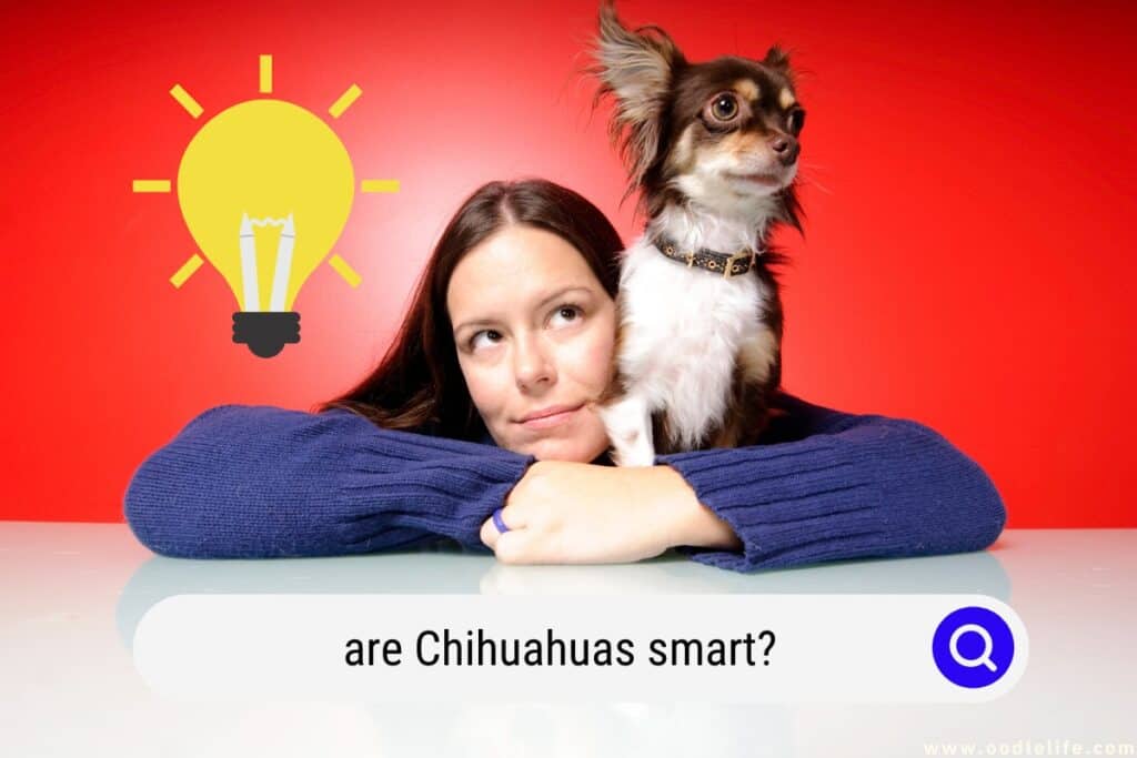 are Chihuahuas smart