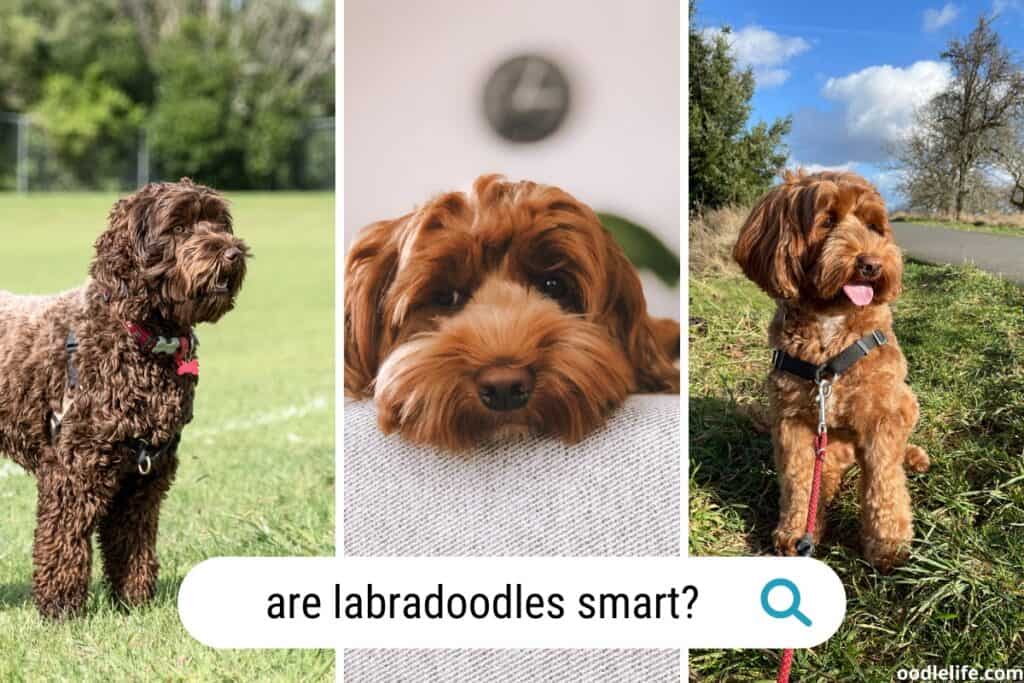 are labradoodles smart