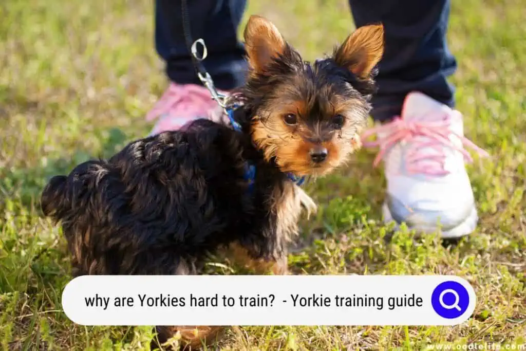are Yorkies hard to train
