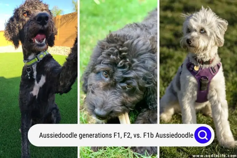 Aussiedoodle Generations (F1, F2, vs F1b Aussiedoodle Puppies)