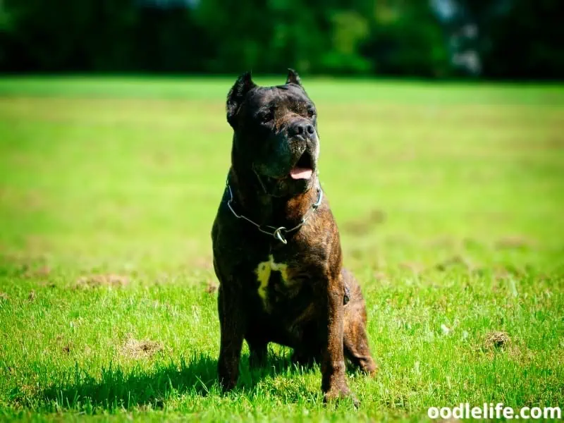 Bandog stands and looks at owner