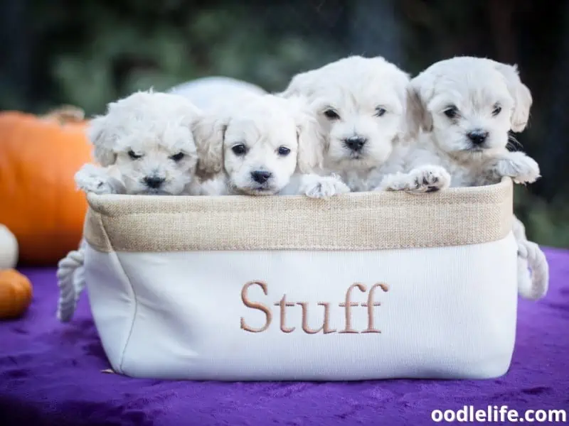 basket of Cockapoo puppies
