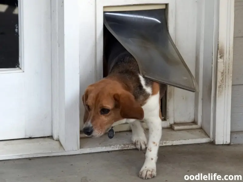 Beagle exits dog flap