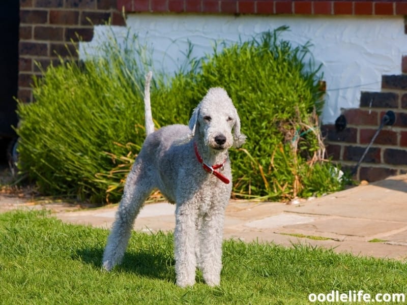 Bedlington Terrier wears a red collar