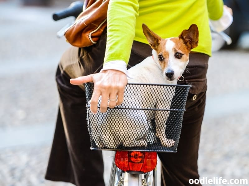 behaved dog travels on bike basket