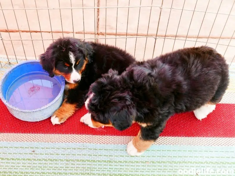 Bernese Mountain Dog puppies