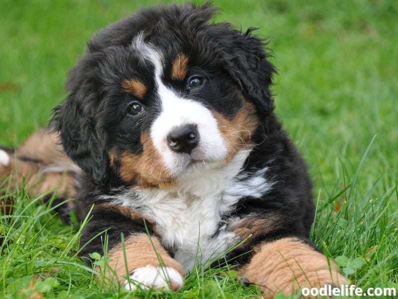 Bernese Mountain dog sits on the ground