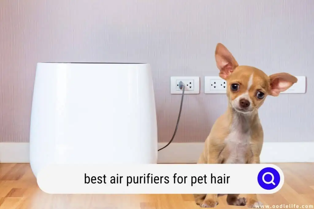best air purifiers for pet hair