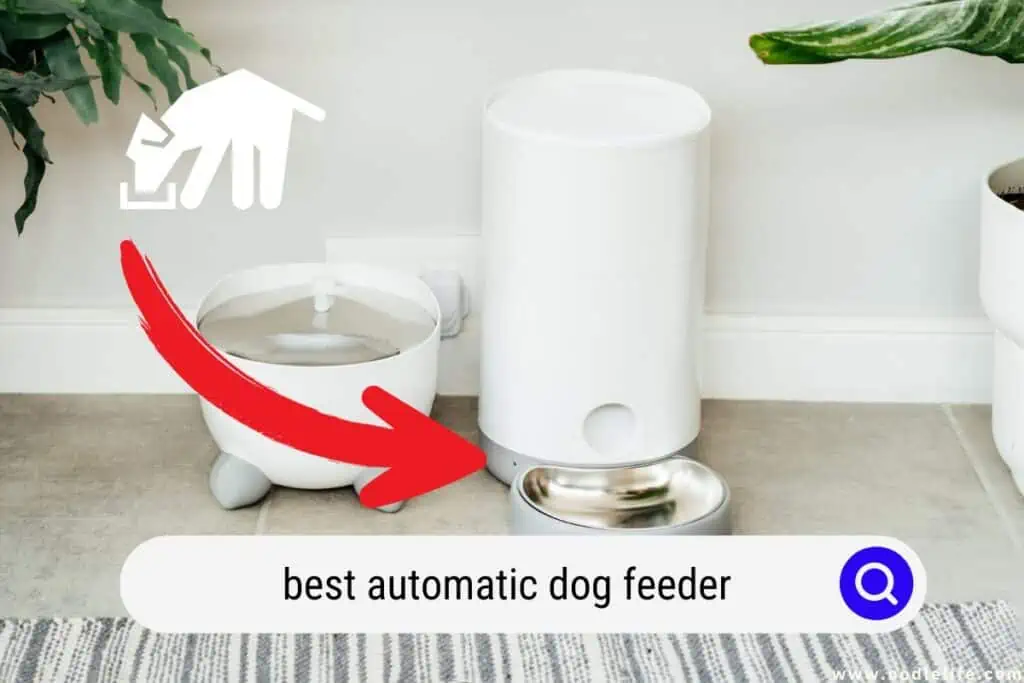 best automatic dog feeder