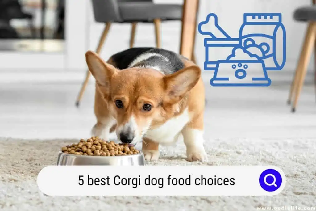 best Corgi dog food