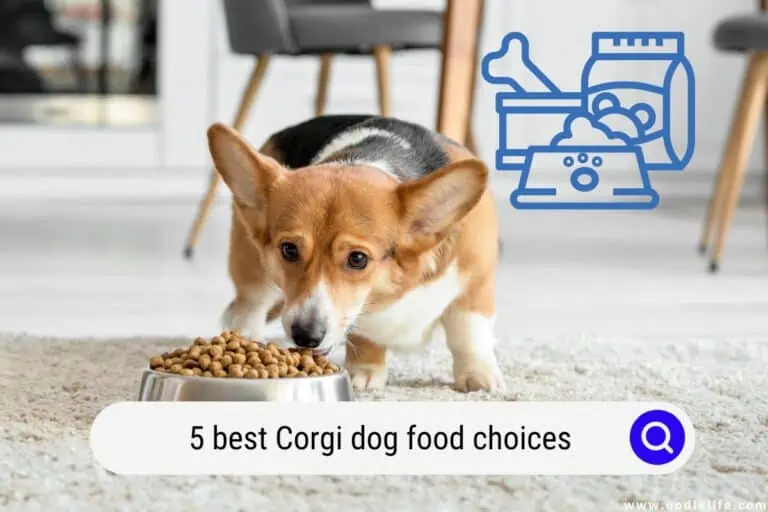 5 Best Corgi Dog Food Choices of 2024