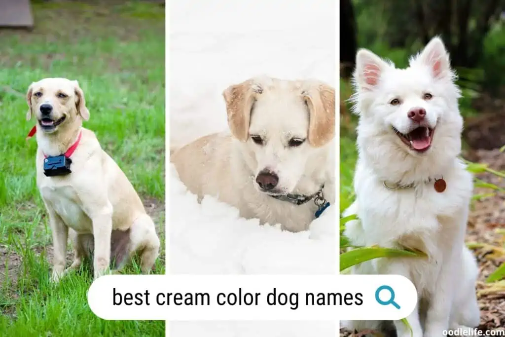 best cream colored dog names