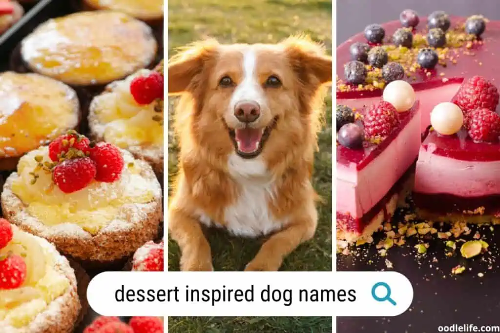 best dessert dog names