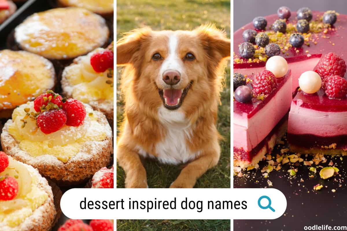 101 Actually Good Dessert Dog Names Cakes Candy Cookies Oodle Life