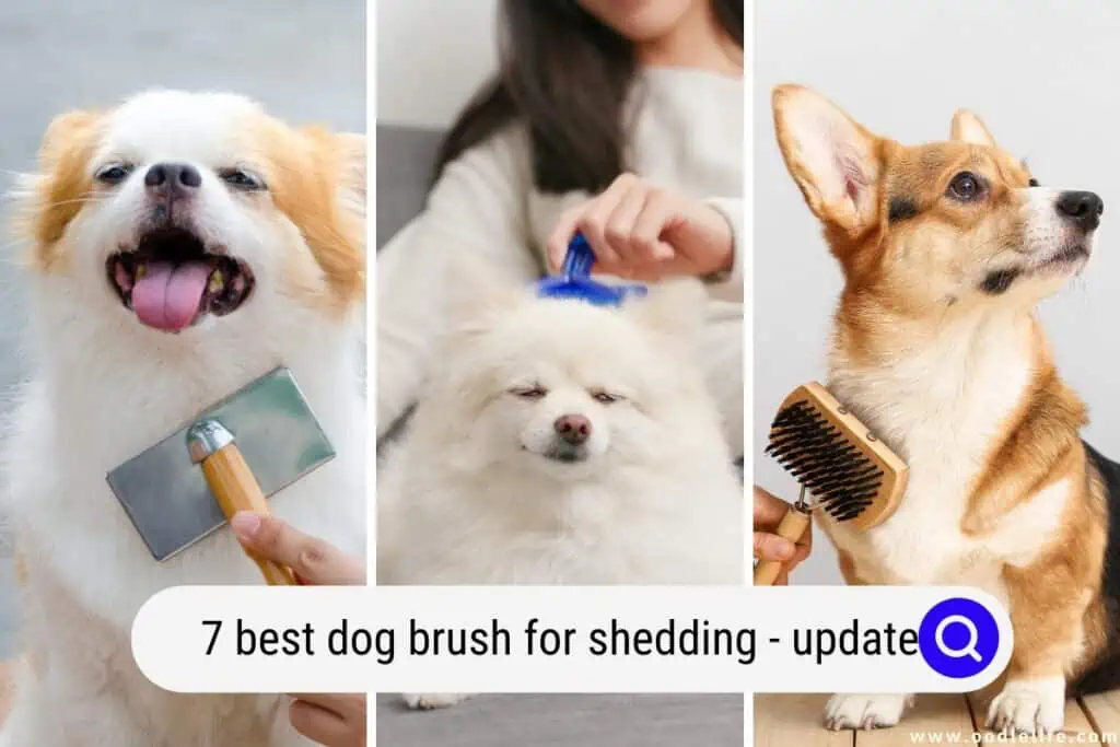 best dog brush for shedding