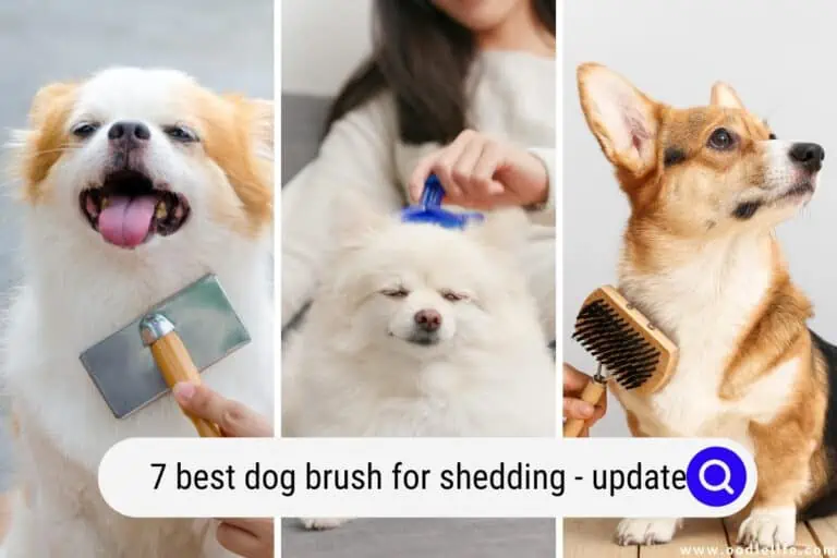 7 Best Dog Brush for Shedding (2025 Update)