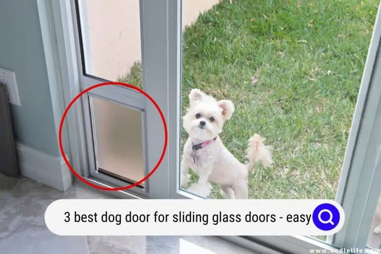 The 3 Best Dog Door For Sliding Glass Doors (Easy 2024)