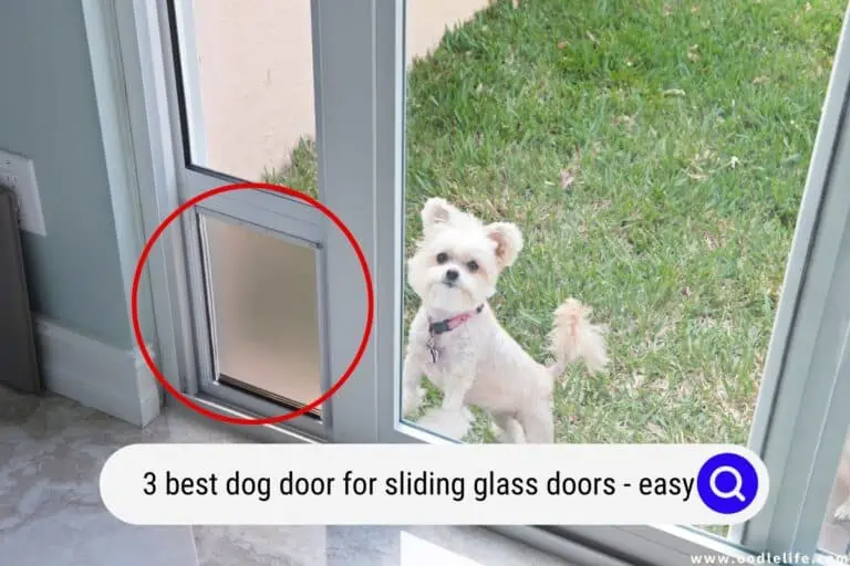 The 3 Best Dog Door For Sliding Glass Doors (Easy 2026)