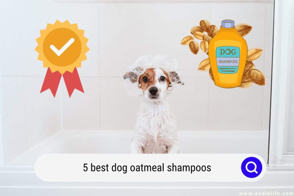 best dog oatmeal shampoos