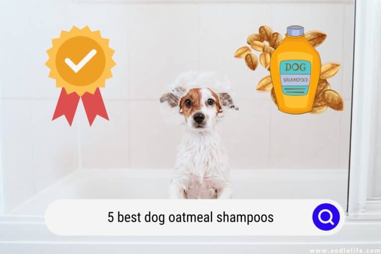 5 Best Dog Oatmeal Shampoos (2023)