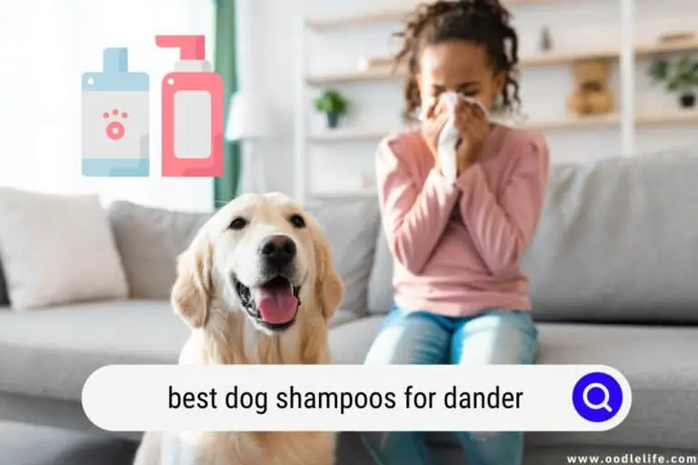 Best Dog Shampoos for DANDER (2024)
