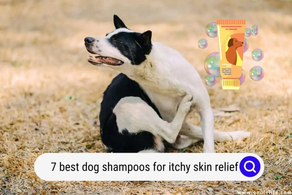 best dog shampoos for itchy skin