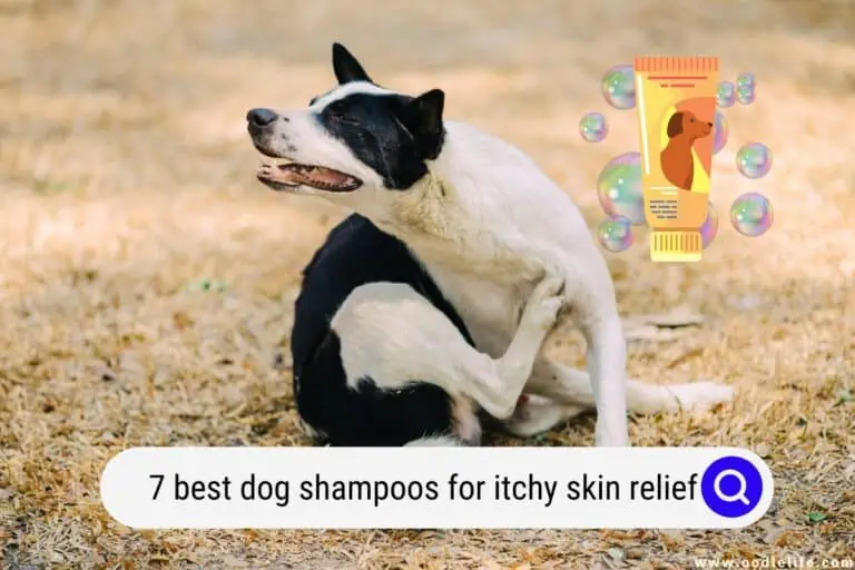 7 Best Dog Shampoos for Itchy Skin Relief (2023)