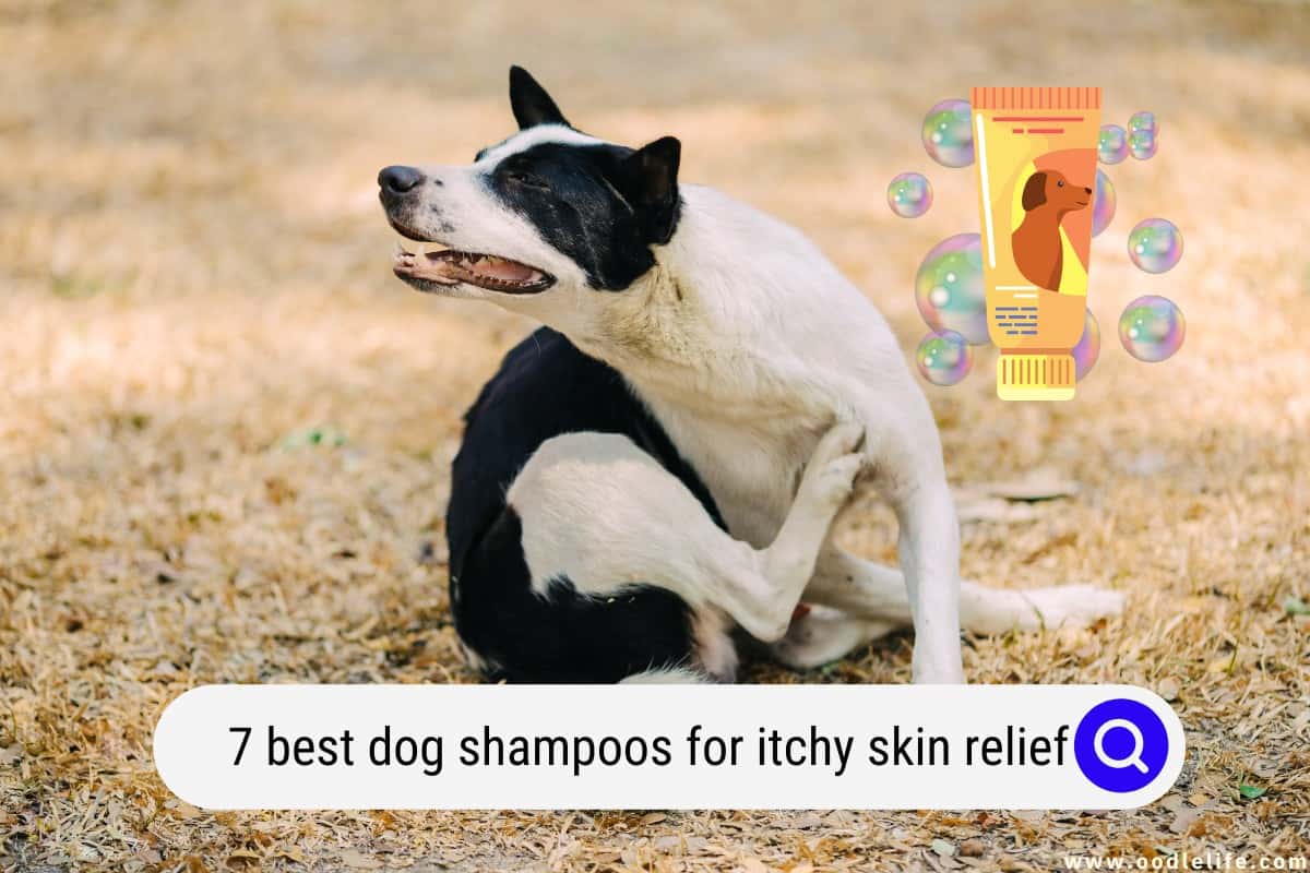 7 Best Dog Shampoos For Itchy Skin Relief (2024) OodleLife®